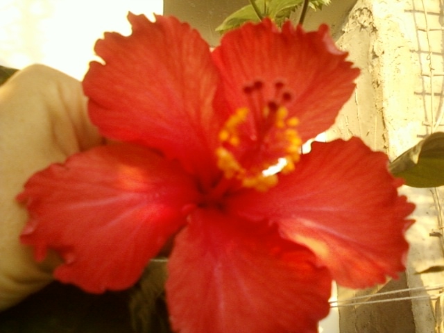 27 august 2012-flori 013 - hibiscus