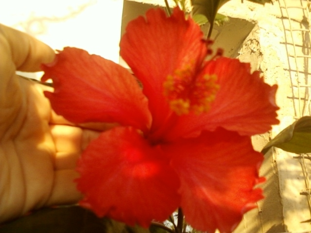 27 august 2012-flori 014 - hibiscus