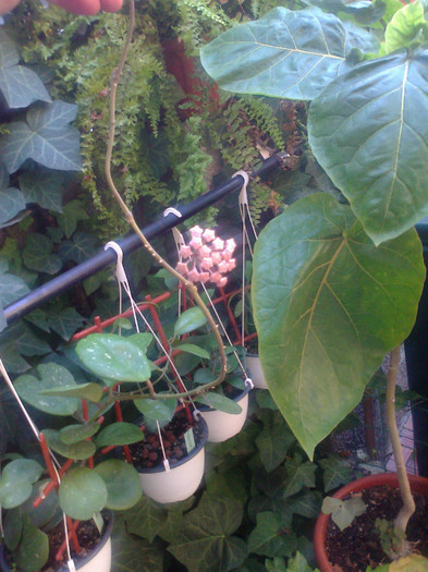 obovata - 0 colectie hoya 2013