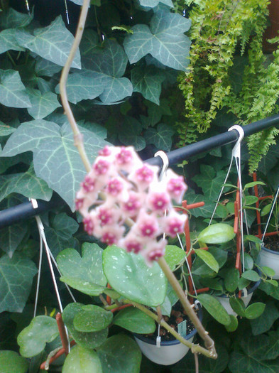 Fotografie1479 - 0 colectie hoya 2013