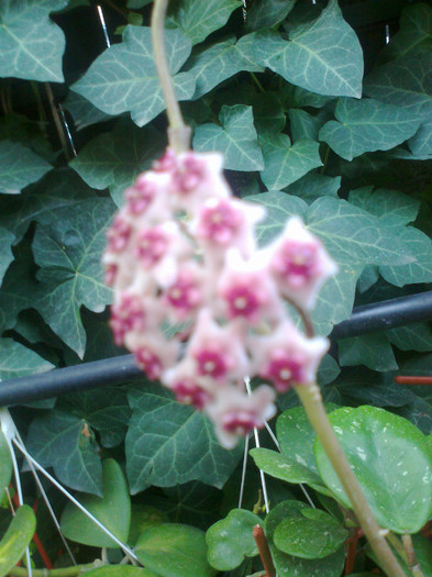 Fotografie1482 - 0 colectie hoya 2013