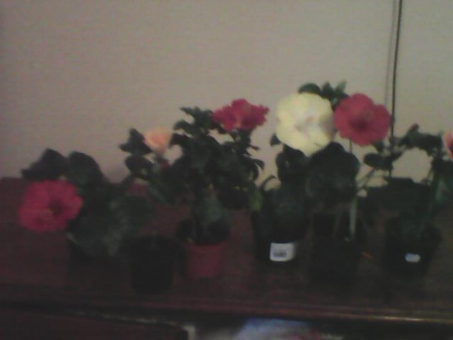 Hibiscus grup