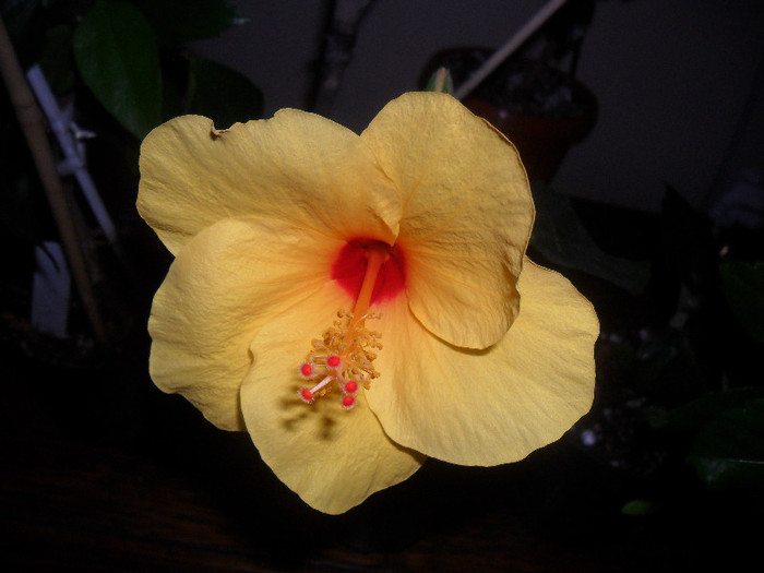 Hibiscus Cairo Yelow
