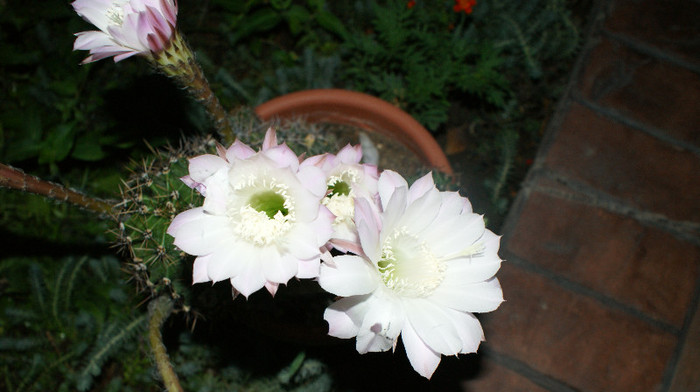 DSC09150