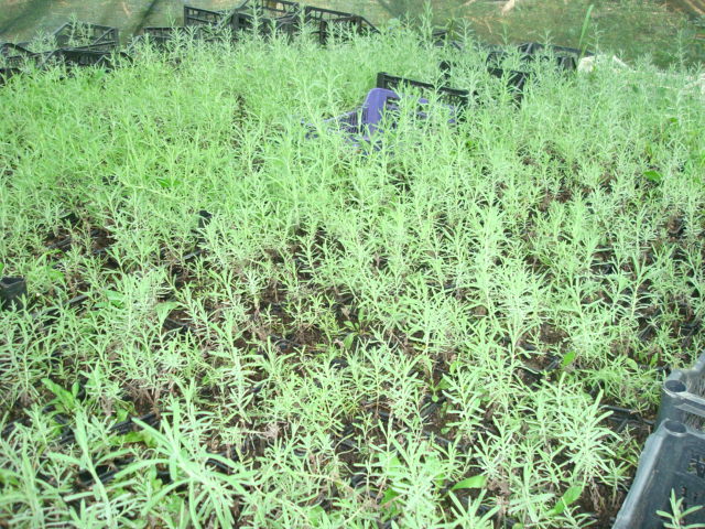 DSC07080 - LAVANDA