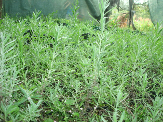 DSC07084 - LAVANDA