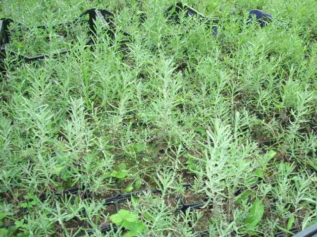 DSC07085 - LAVANDA