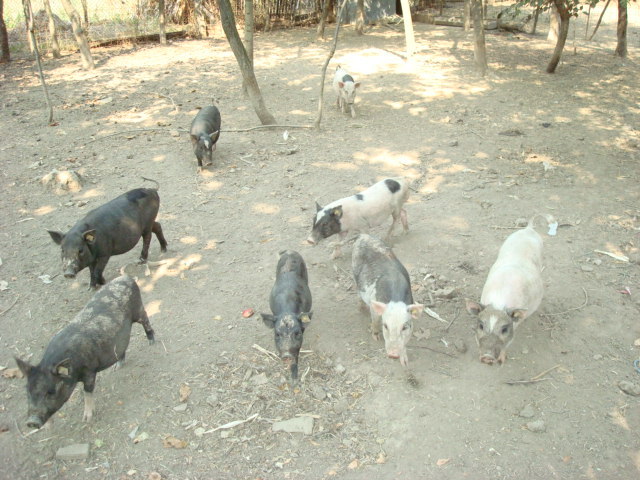 DSC07090