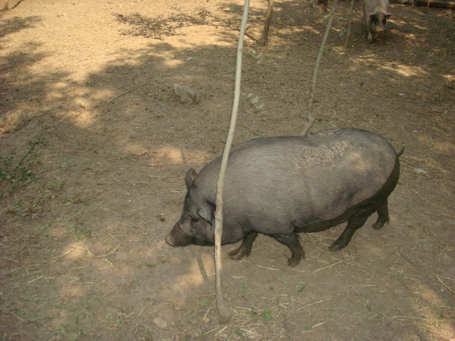 DSC07093