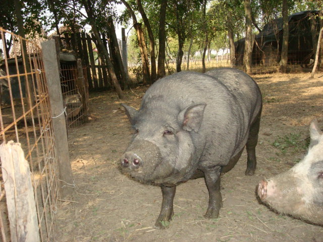 DSC07096