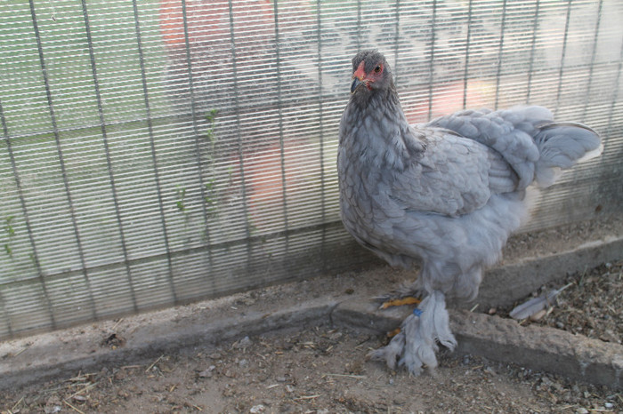 brahma albastru 2012