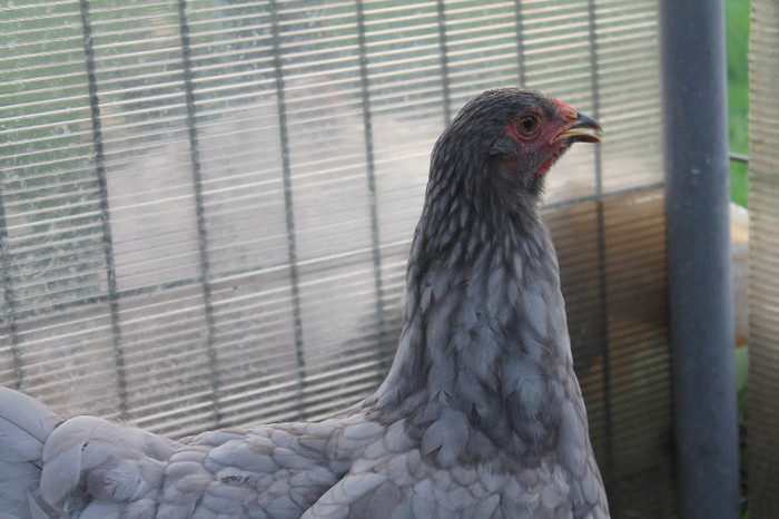 brahma albastru 2012; inel identificare - 430
poze 23082012
născut 05052012
