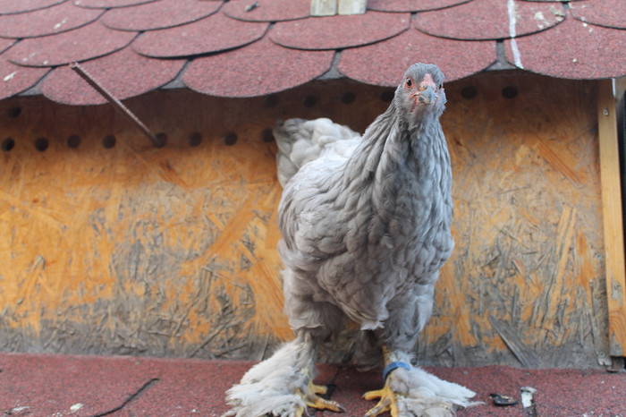 brahma albastru 2012; inel identificare - 430
poze 23/08/2012
născut 05/05/2012

