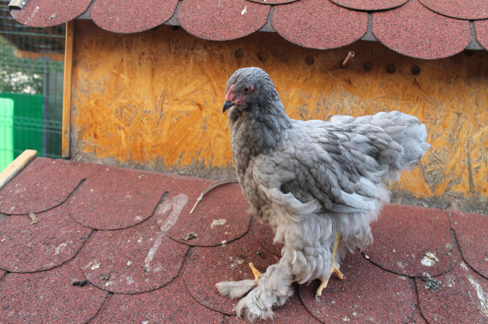 brahma albastru 2012; inel identificare - 431
poze 23/08/2012
născut 05/05/2012
