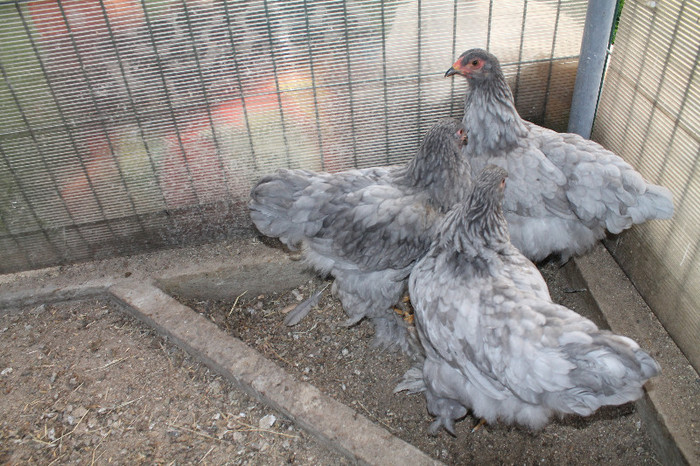 familie brahma albastru 2012; poze 23.08.2012
născute 05.05.2012
