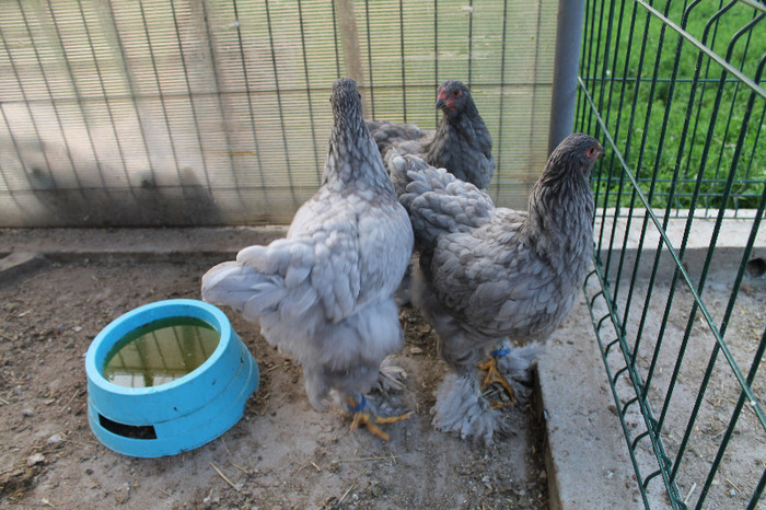 familie brahma albastru 2012; poze 23.08.2012
născute 05.05.2012
