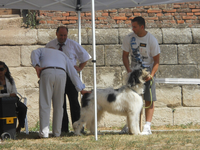 Alpin alba iulia 002 - Alpin ciobanesc mioritic