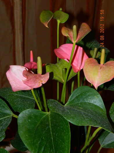 anthurium roz