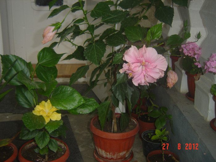 Picture 341 - 09-2012-HIBISCUS