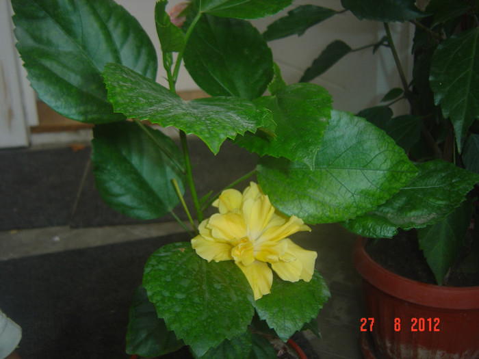 Picture 337 - 09-2012-HIBISCUS