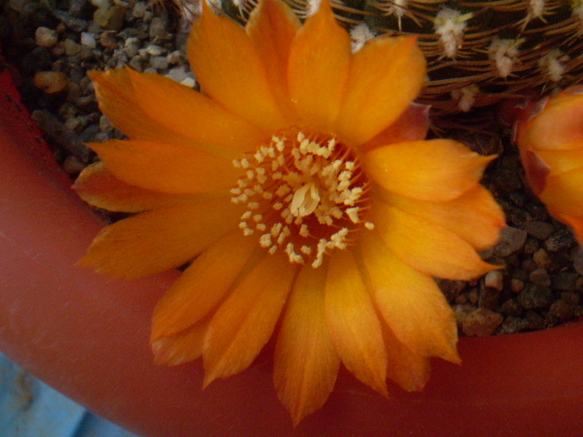 Sulcorebutia arenacea