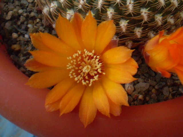 Sulcorebutia arenacea - Sulcorebutia