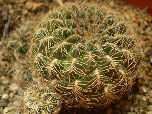 Sulcorebutia crispata - Sulcorebutia