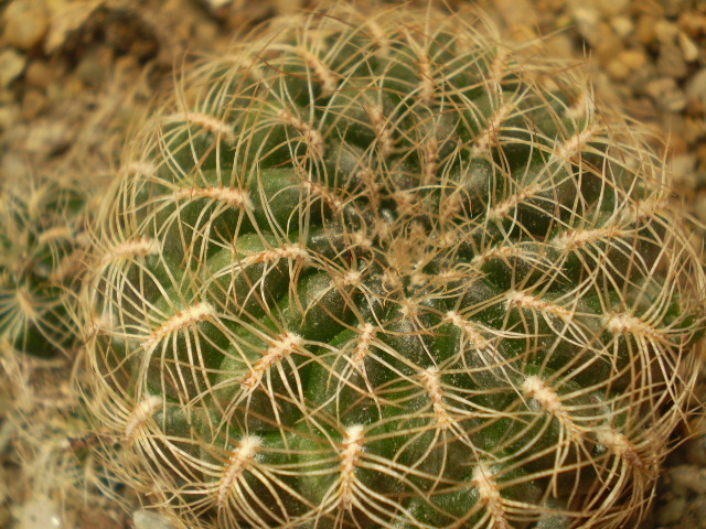 Sulcorebutia crispata