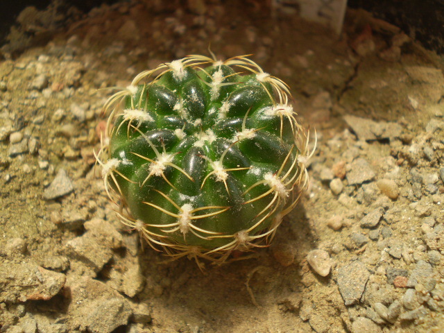 Sulcorebutia hoffmaniana - Sulcorebutia