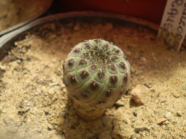 Sulcorebutia rauschii