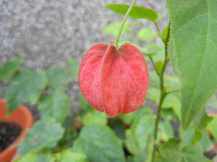 Abutilon megapotamicum (2012, Aug.27) - Abutilon megapotamicum