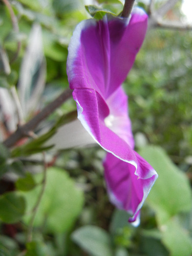 Picotee Morning Glory (2012, Aug.27)