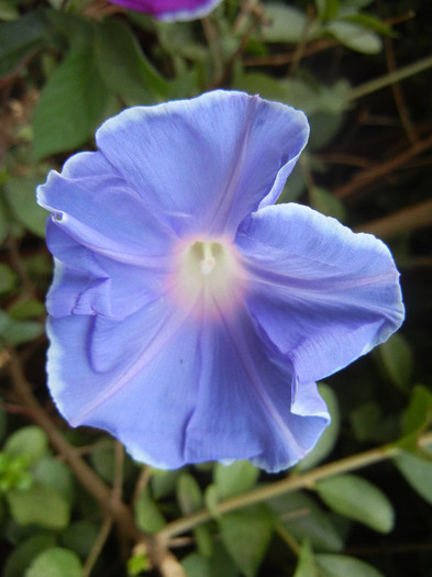 Picotee Morning Glory (2012, Aug.27) - Picotee Morning Glory