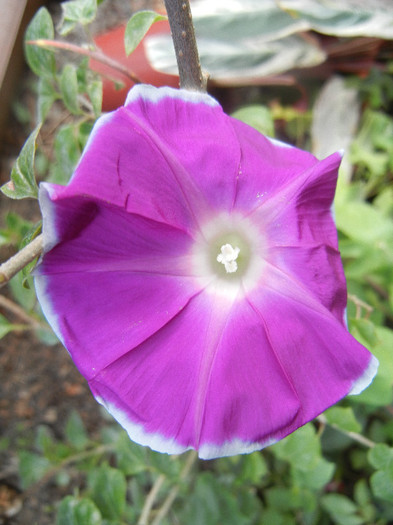Picotee Morning Glory (2012, Aug.27) Picotee Morning Glory (2012, Aug.27)