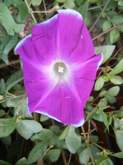 Picotee Morning Glory (2012, Aug.27) Picotee Morning Glory (2012, Aug.27)