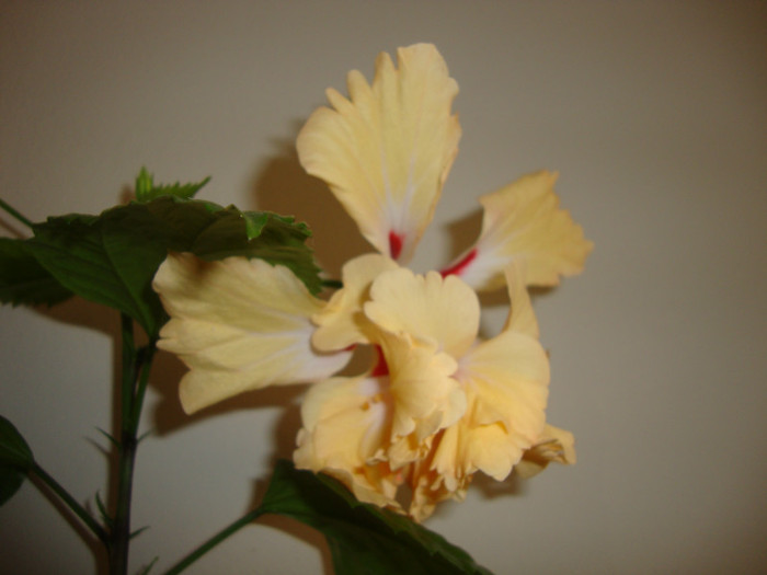 foto 028 - hibiscusi