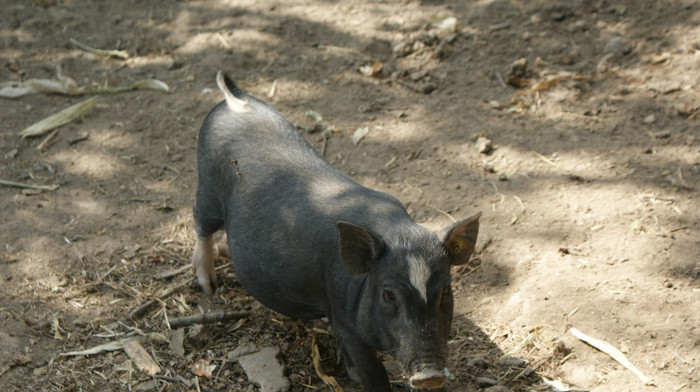 DSC09231 - PORCI  VIETNAMEZI