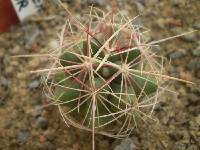 Thelocactus bicolor - Thelocactus