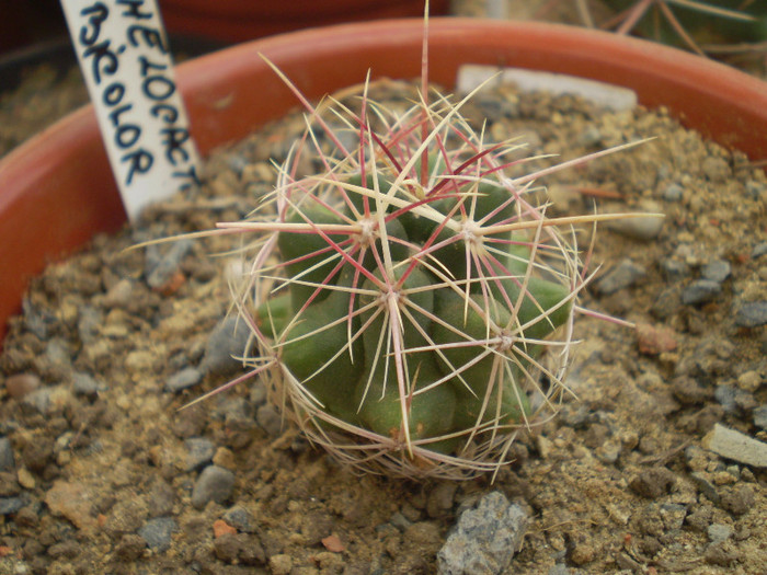 Thelocactus bicolor - Thelocactus