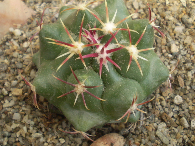 Thelocactus heterochromus