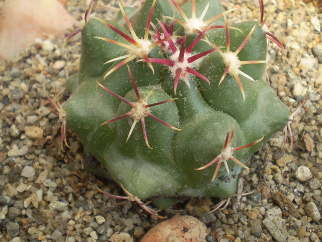 Thelocactus heterochromus - Thelocactus