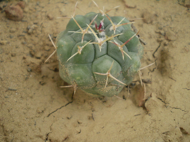 P1010155 - Thelocactus