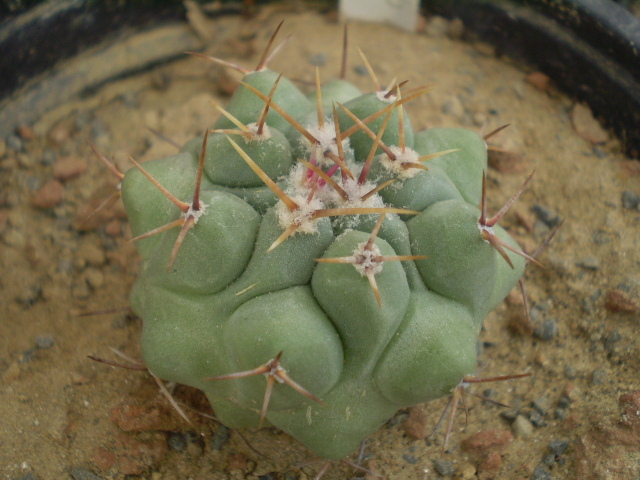 Thelocactus lophothele