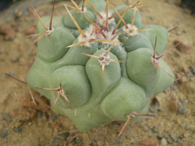 Thelocactus lophothele