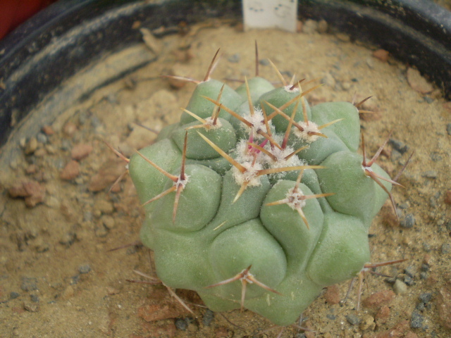 Thelocactus lophothele - Thelocactus