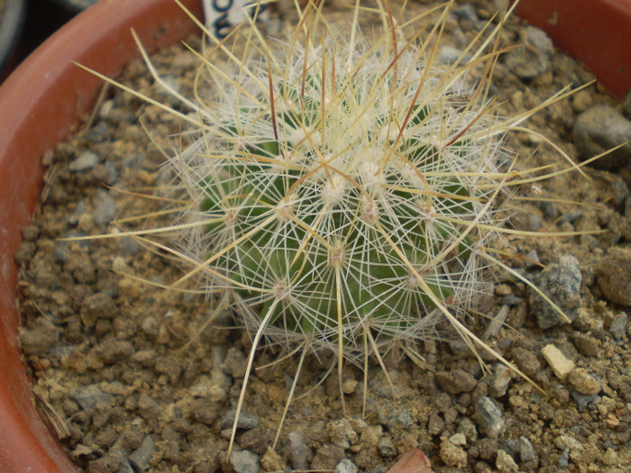 Thelocactus macdowelli - Thelocactus