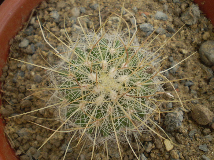 Thelocactus macdowelli - Thelocactus