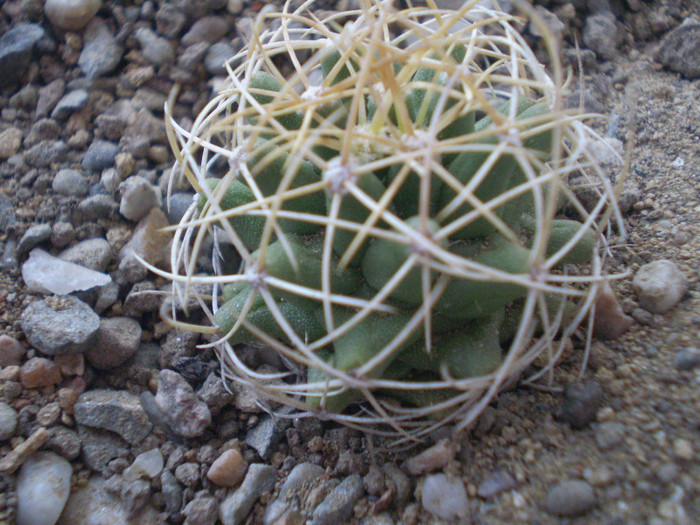 Thelocactus bueckii