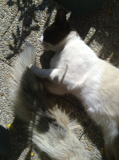 Felix langa coada catelului