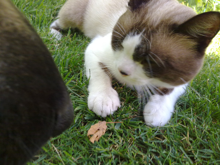 apare si nasul Tarei